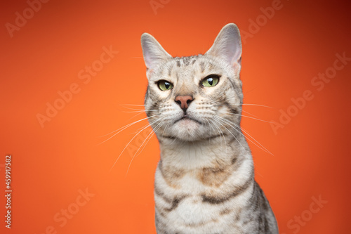 Fototapeta Naklejka Na Ścianę i Meble -  silver tabby bengal cat with green eyes looking at camera angrily on orange background with copy space