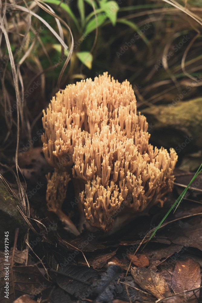 Mushroom Ramaria growing in forest covered with fallen leaves Mushroom Ramaria growing in forest covered with fallen leaves