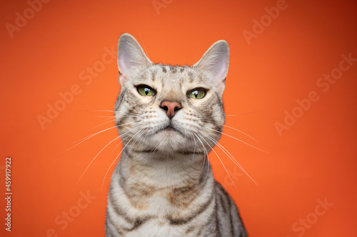 silver tabby bengal cat looking at camera strictly and judging on orange background with copy space