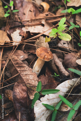 Small pine bolete in fallen dry leaves photo