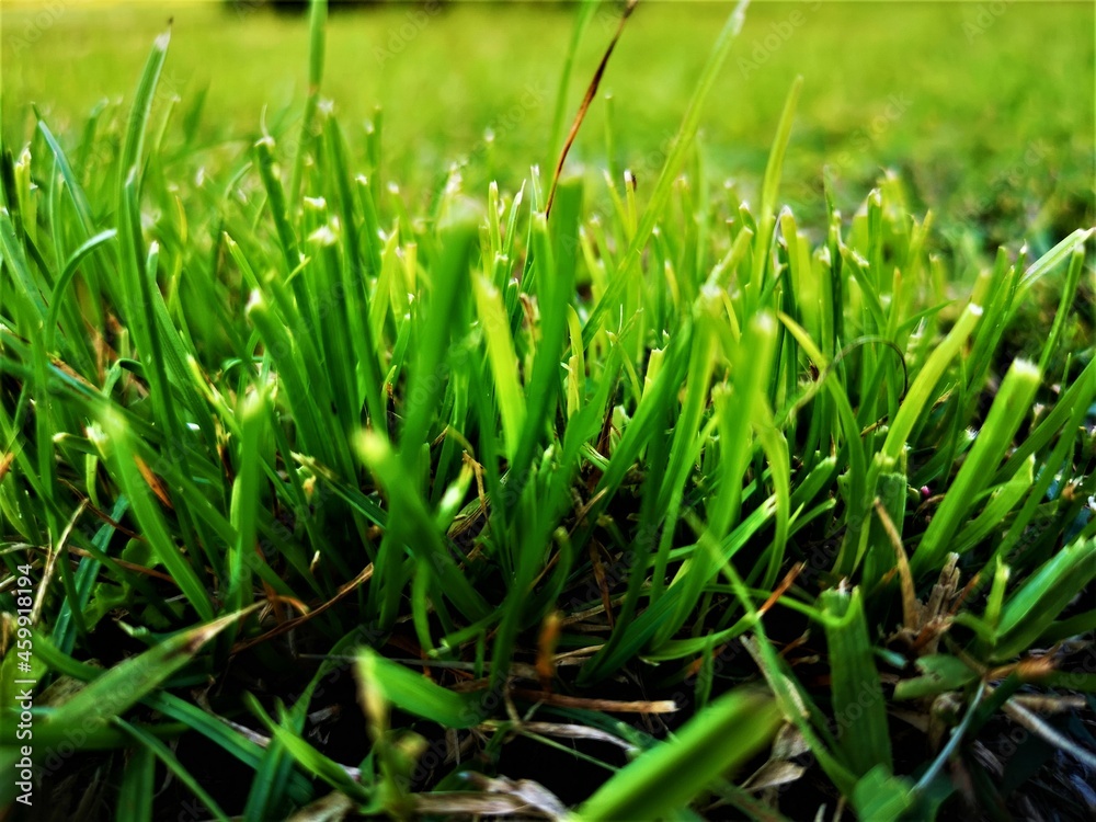 Fototapeta premium Grass