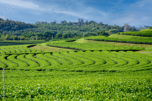 Tea plantations are planted along a hill in a village in the north of Thailand.