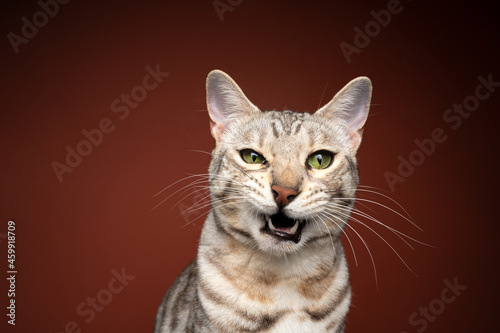 Fototapeta Naklejka Na Ścianę i Meble -  bengal cat making funny face looking angrily ranting with mouth open on brown background with copy space