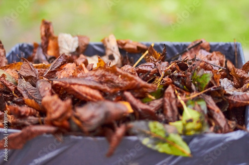 Closeup of a pile of wet autumn leaves in a cardboard box with bin liner. Shallow depth of field.
