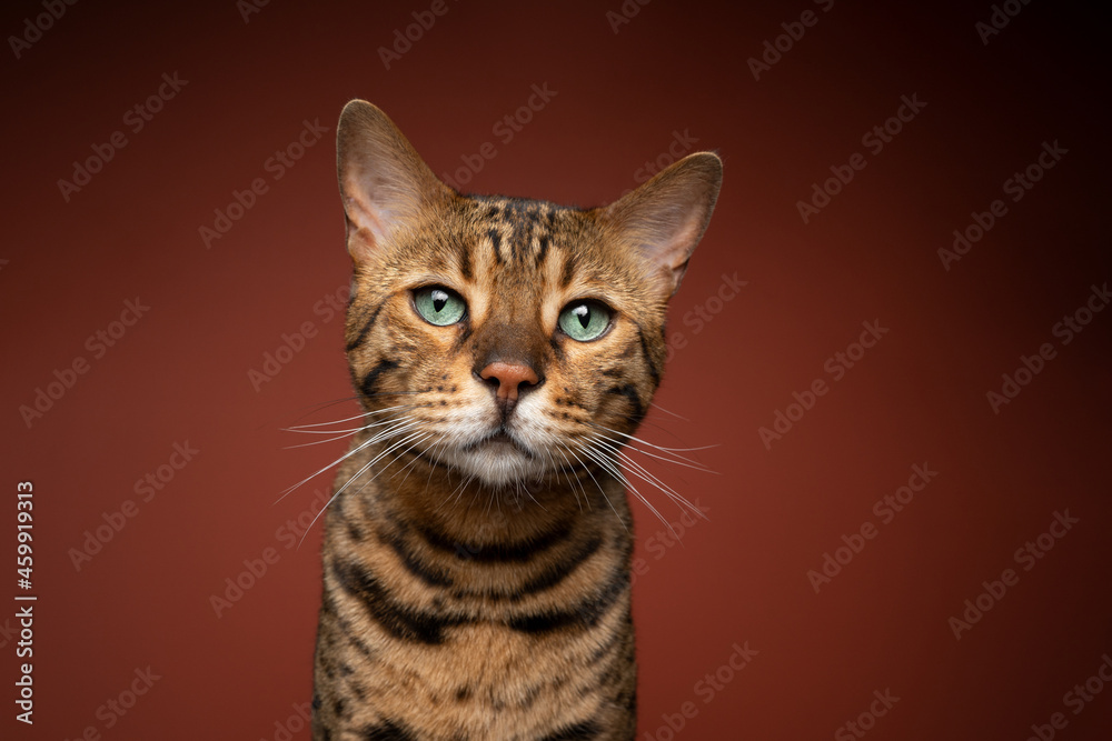 green eyed brown spotted bengal cat portrait on brown background with copy space