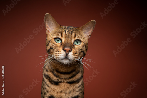 green eyed brown spotted bengal cat portrait on brown background with copy space