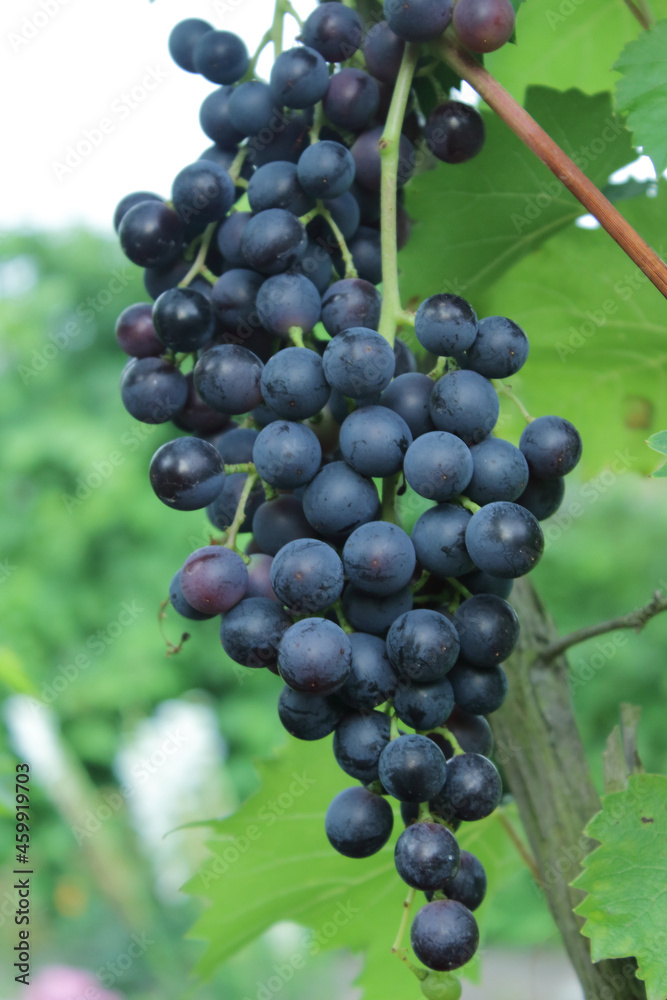 grapes on vine