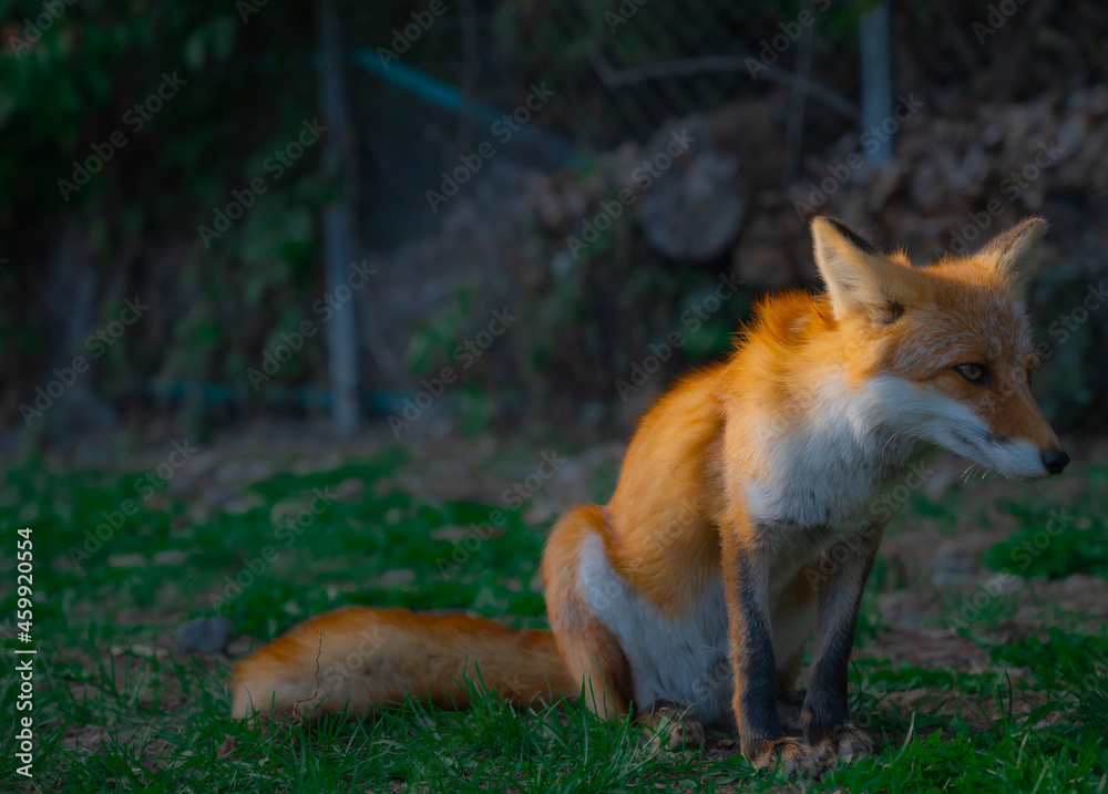 Fototapeta premium 狐