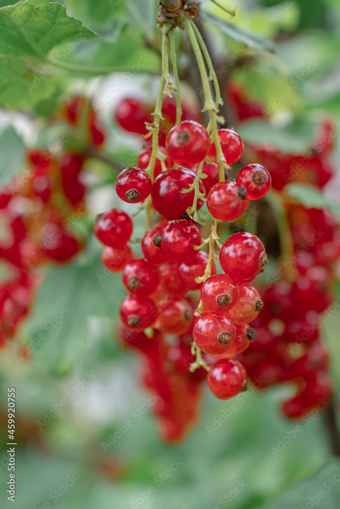 macro photo of red currant berries on a bushю Natural background. Flowers background. Beautiful neutral colors