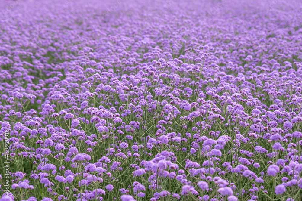 Fototapeta premium Purple Verbena in the field