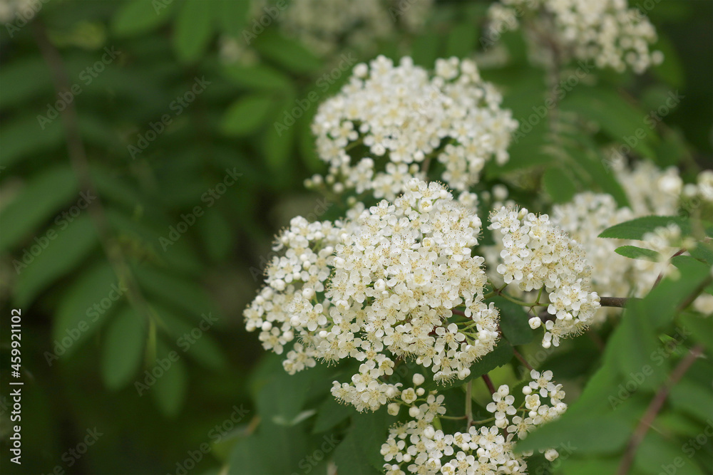 Rowan tree blossoming. Rowan tree blossoming.