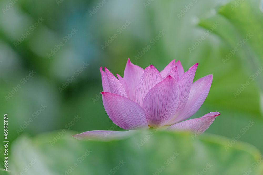 Pink lotus in summer lotus pond