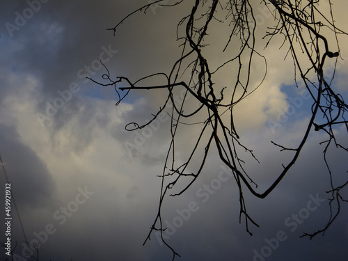 trees in the fog