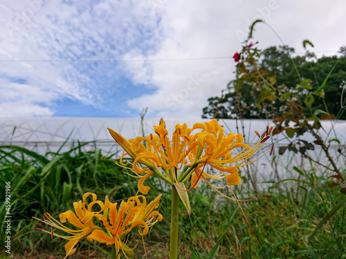 flowers in the grass