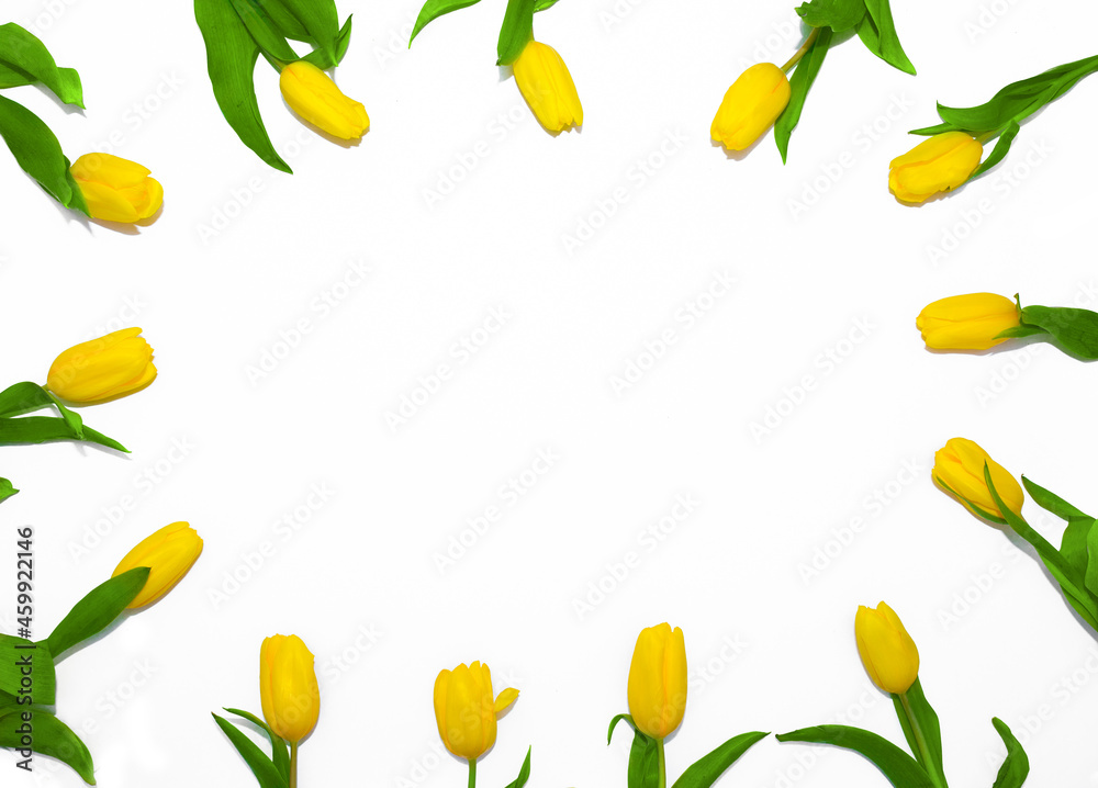 Flowers are beautifully laid out. Set of tulips on a white background. Postcard for March 8, mother's day and any holiday. Flowers are beautifully laid out. Set of tulips on a white background. Postcard for March 8, mother's day and any holiday.