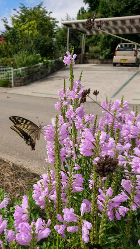 flowers in the garden