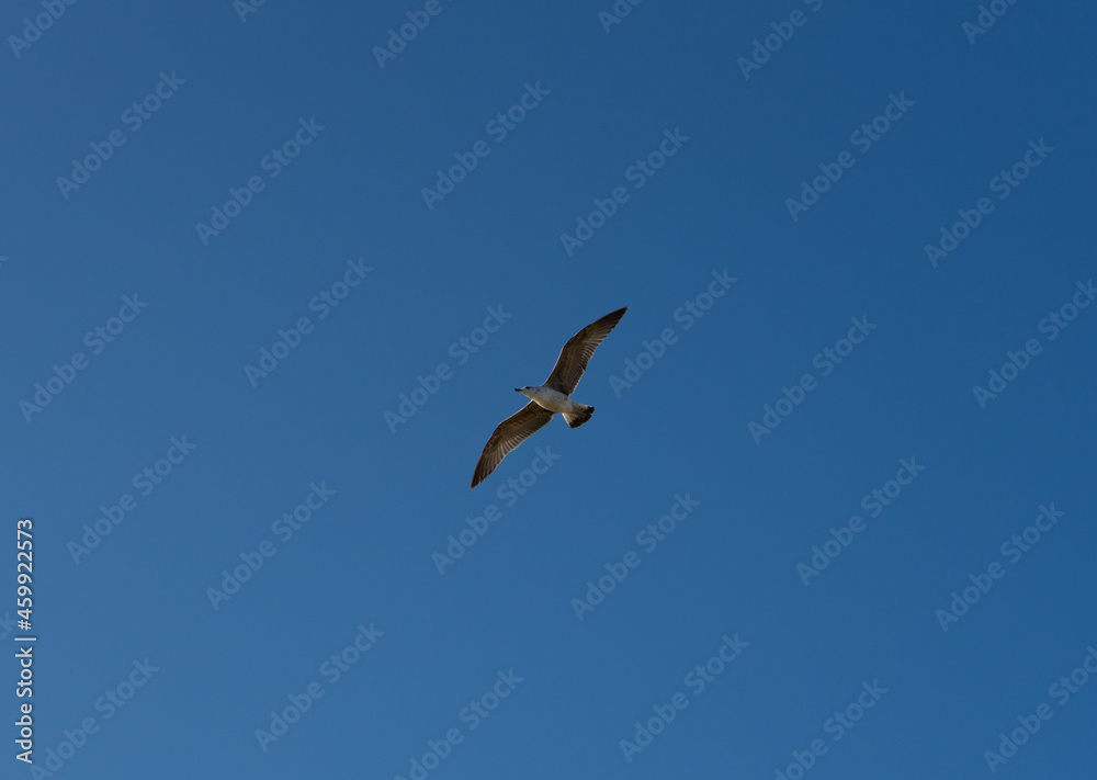 Bottom view of a seagull flying