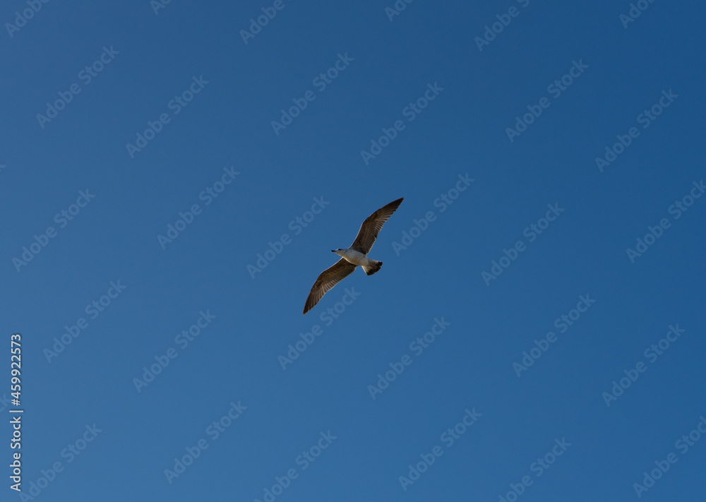 Bottom view of a seagull flying Bottom view of a seagull flying