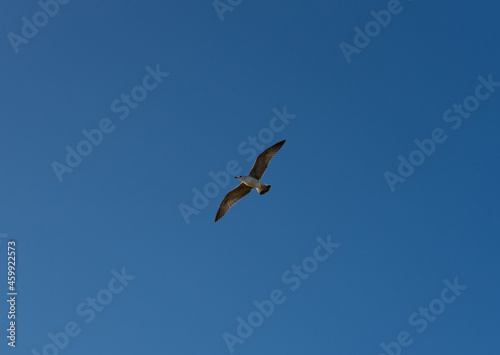 Bottom view of a seagull flying