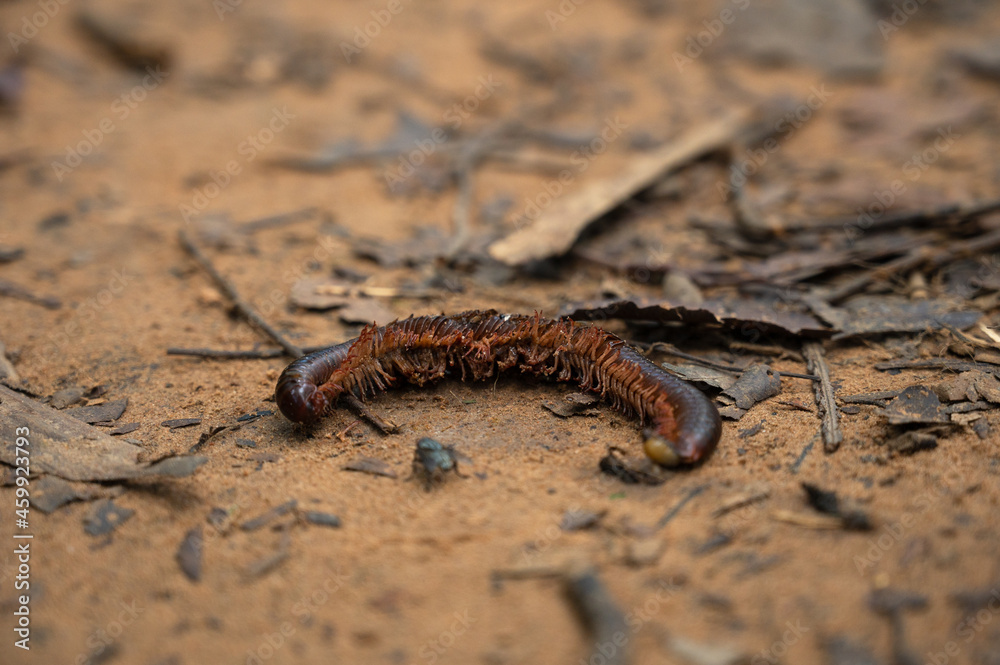 Dead and broken millipedes on the soil in the forest. Concept image of small animals in the forest that is disturbed by humans. Dead and broken millipedes on the soil in the forest. Concept image of small animals in the forest that is disturbed by humans.