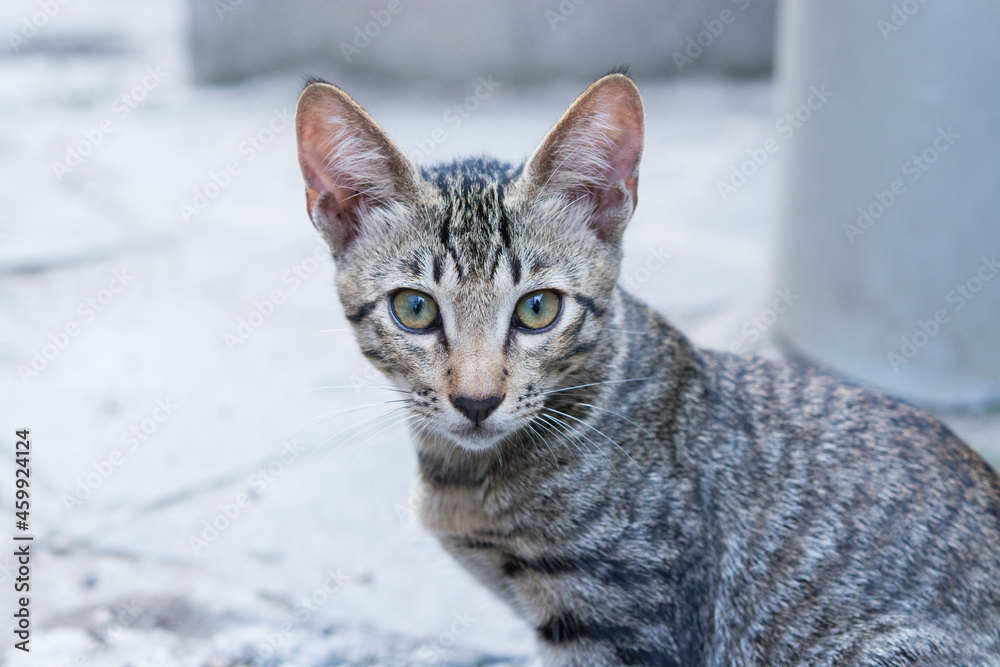 猫の眼差し 猫の眼差し