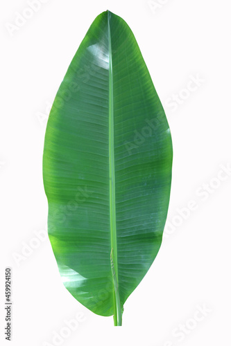 Banana green leaf di-cut on isolated background with sunlight on plant leaf surface