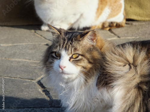 portrait of a cat