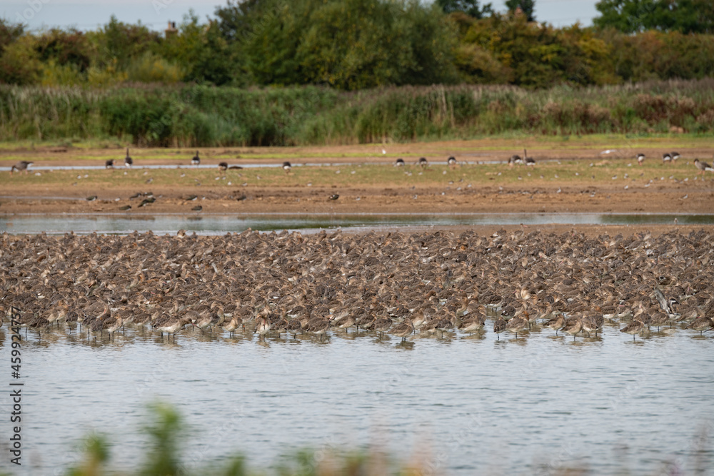 Wading birds at Frampton Marsh Nature Reserve, Lincolnshire, England