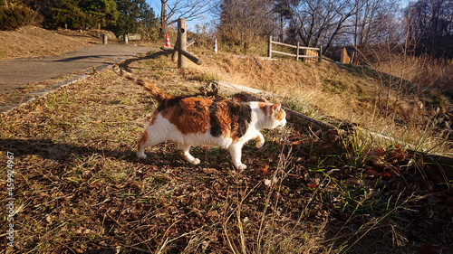 cow on the farm