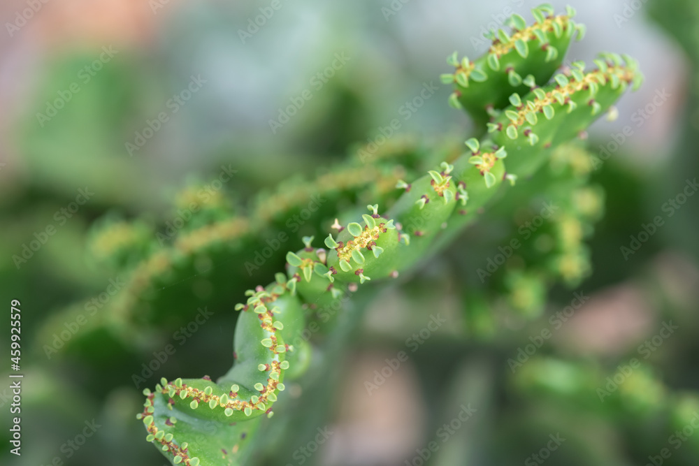 Small and lovely succulent plants of various varieties Small and lovely succulent plants of various varieties