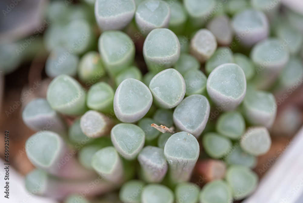 Small and lovely succulent plants of various varieties Small and lovely succulent plants of various varieties