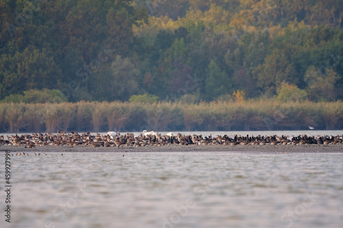 Flock of birds on the lake