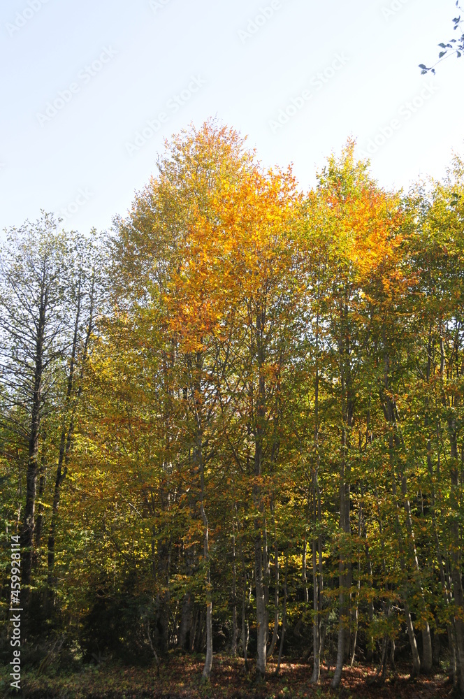 Artvin Borçka Karagöl in autumn Artvin Borçka Karagöl in autumn