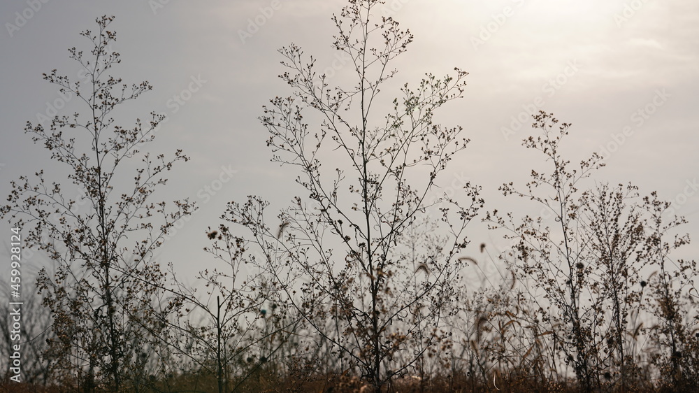 Obraz premium The beautiful and soft reeds view with the warm sunset sunlight in the windy day