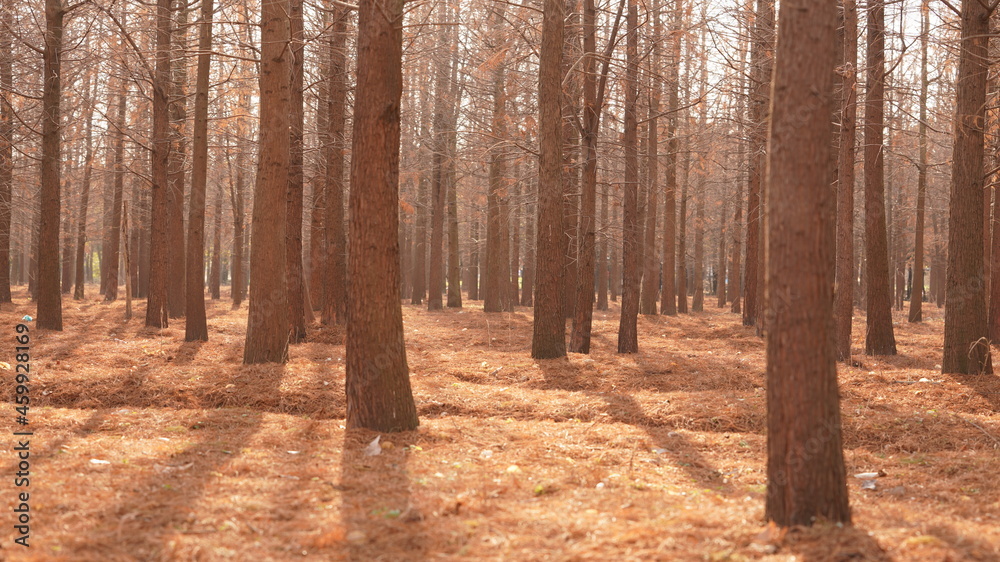 The beautiful autumn view with the colorful leaves in the forest The beautiful autumn view with the colorful leaves in the forest