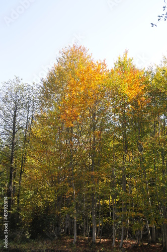 Artvin Borçka Karagöl in autumn
