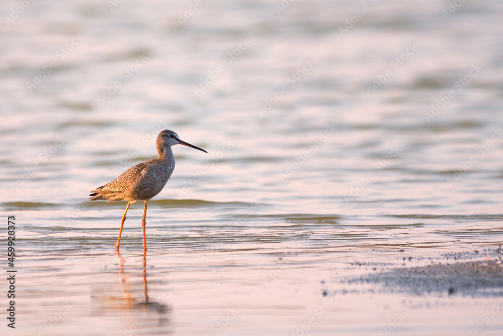 Obraz premium Spotted redshank - Tringa erythropus