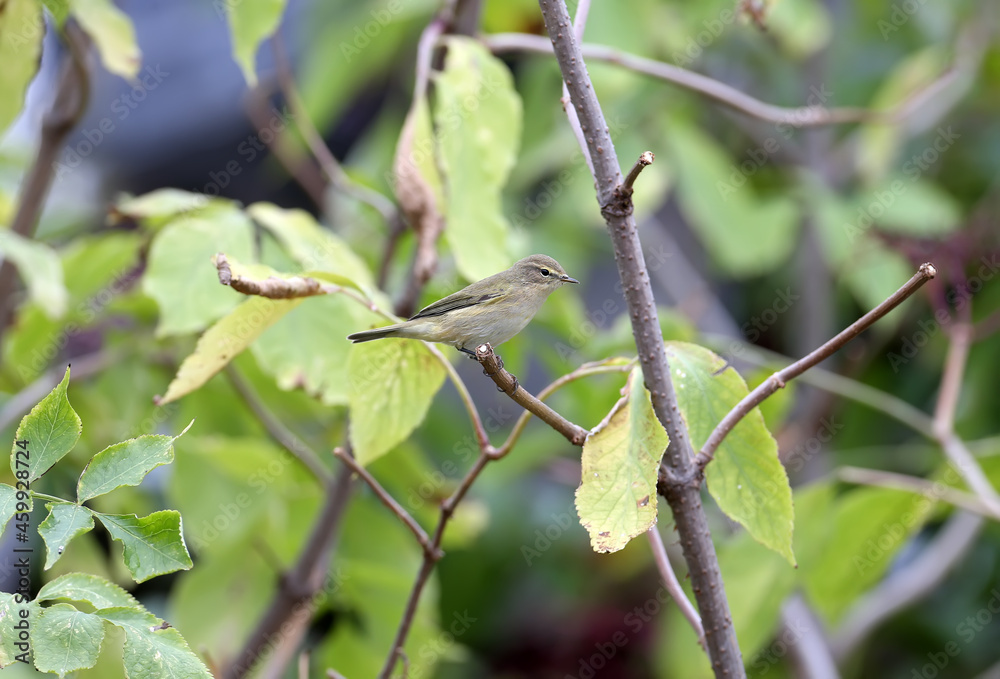 The common chiffchaff (Phylloscopus collybita) in winter plumage, a close-up shot on the branches with black elderberries The common chiffchaff (Phylloscopus collybita) in winter plumage, a close-up shot on the branches with black elderberries