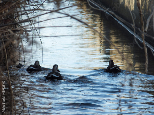 ducks in the water