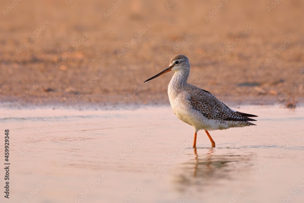 Spotted redshank - Tringa erythropus Spotted redshank - Tringa erythropus