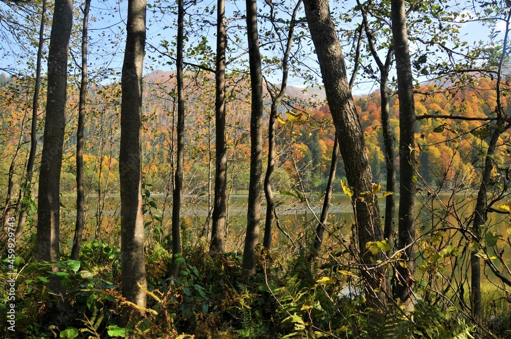 Obraz premium Artvin Borçka Karagöl in autumn