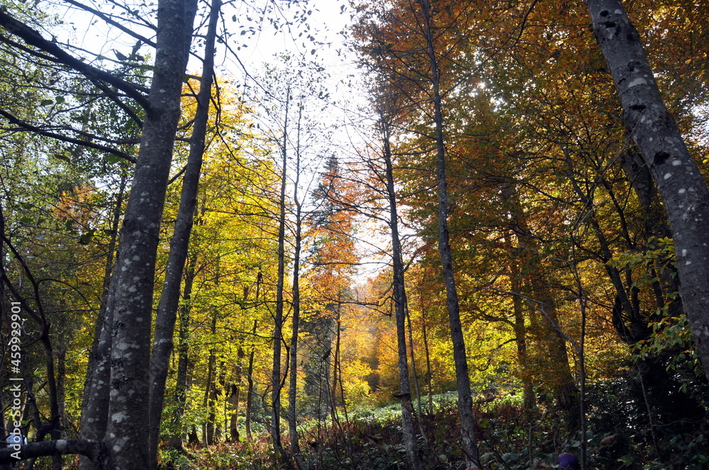 Fototapeta premium Artvin Borçka Karagöl in autumn