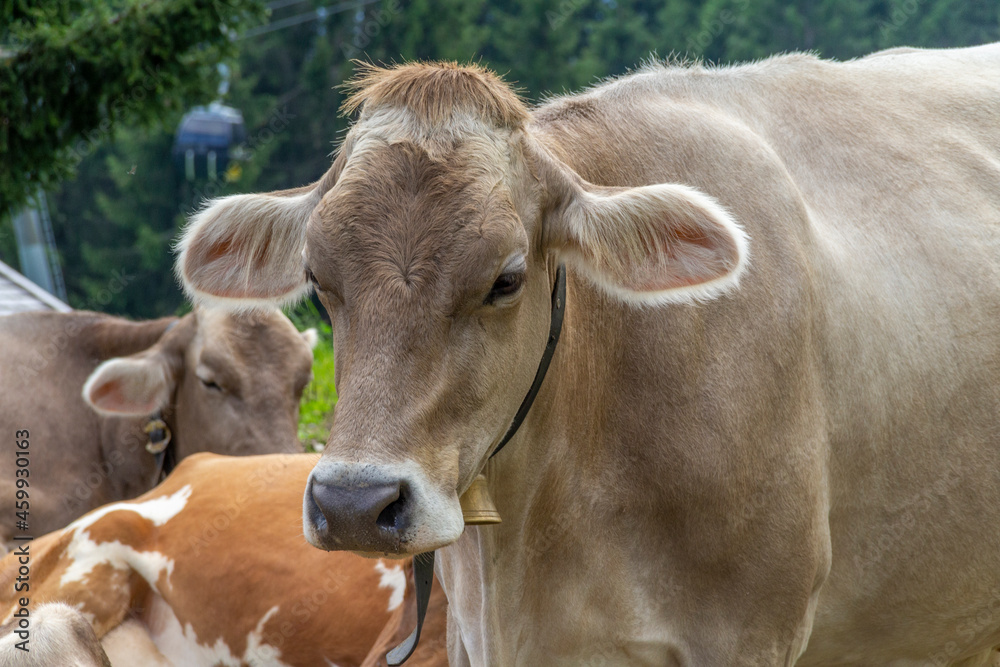 Cattle in Tyrol Cattle in Tyrol