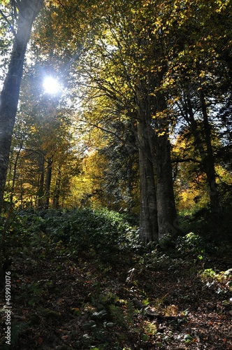 Artvin Borçka Karagöl in autumn