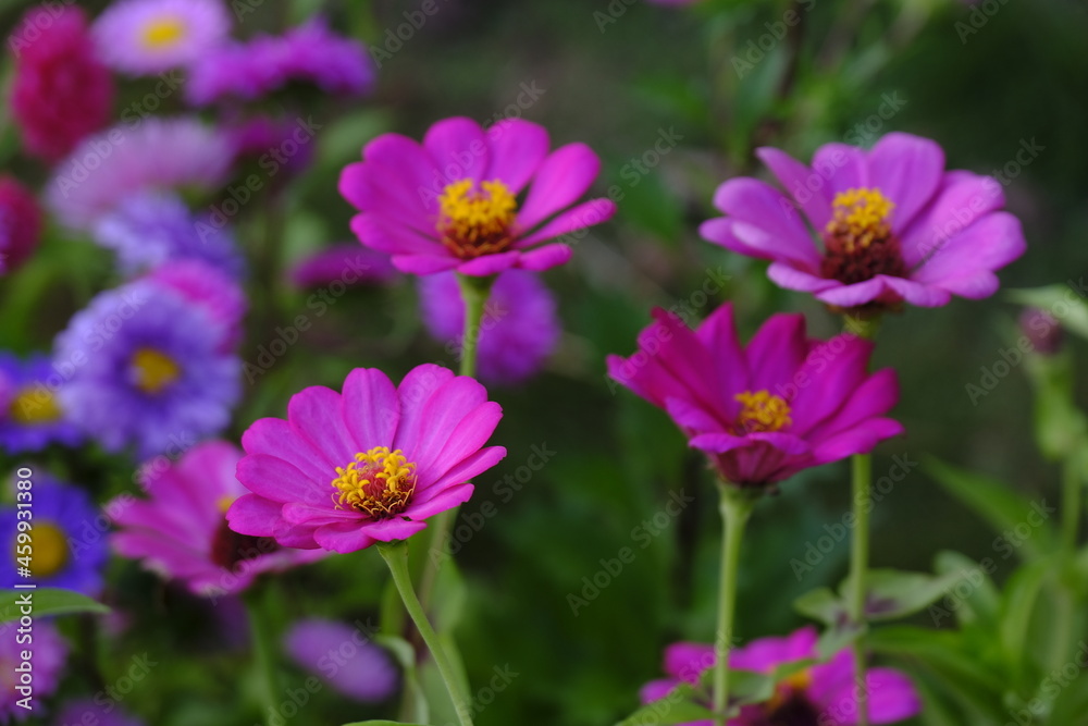 Pink flower in the garden. beautiful flowers in the garden closeup, High quality photo.