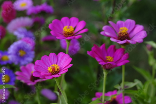 Pink flower in the garden. beautiful flowers in the garden closeup  High quality photo.