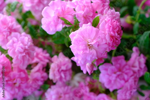 Pink flower in the garden. beautiful flowers in the garden closeup, High quality photo. © Vinayak Jagtap