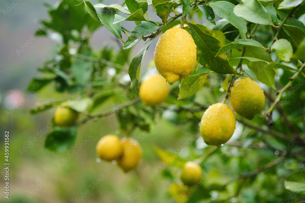 Ripe yellow lemons on tree with water droplets on a rainy day.
