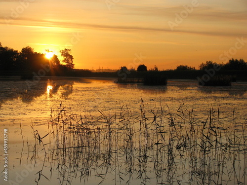 Gold sunrise on a lake with trees and reeds