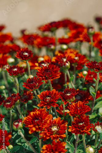 Red chrysanthemum flowers close up as a beautiful nature background. Fall theme concept backdrop. Selective focus